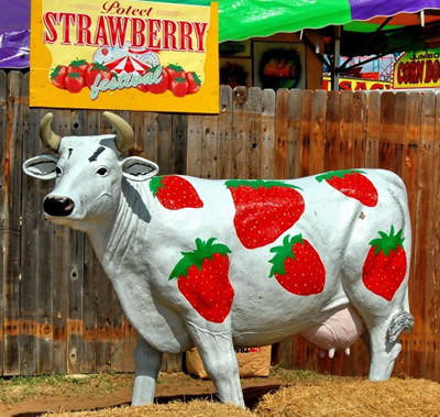 Poteet, Texas Strawberries Strawberry Cow
